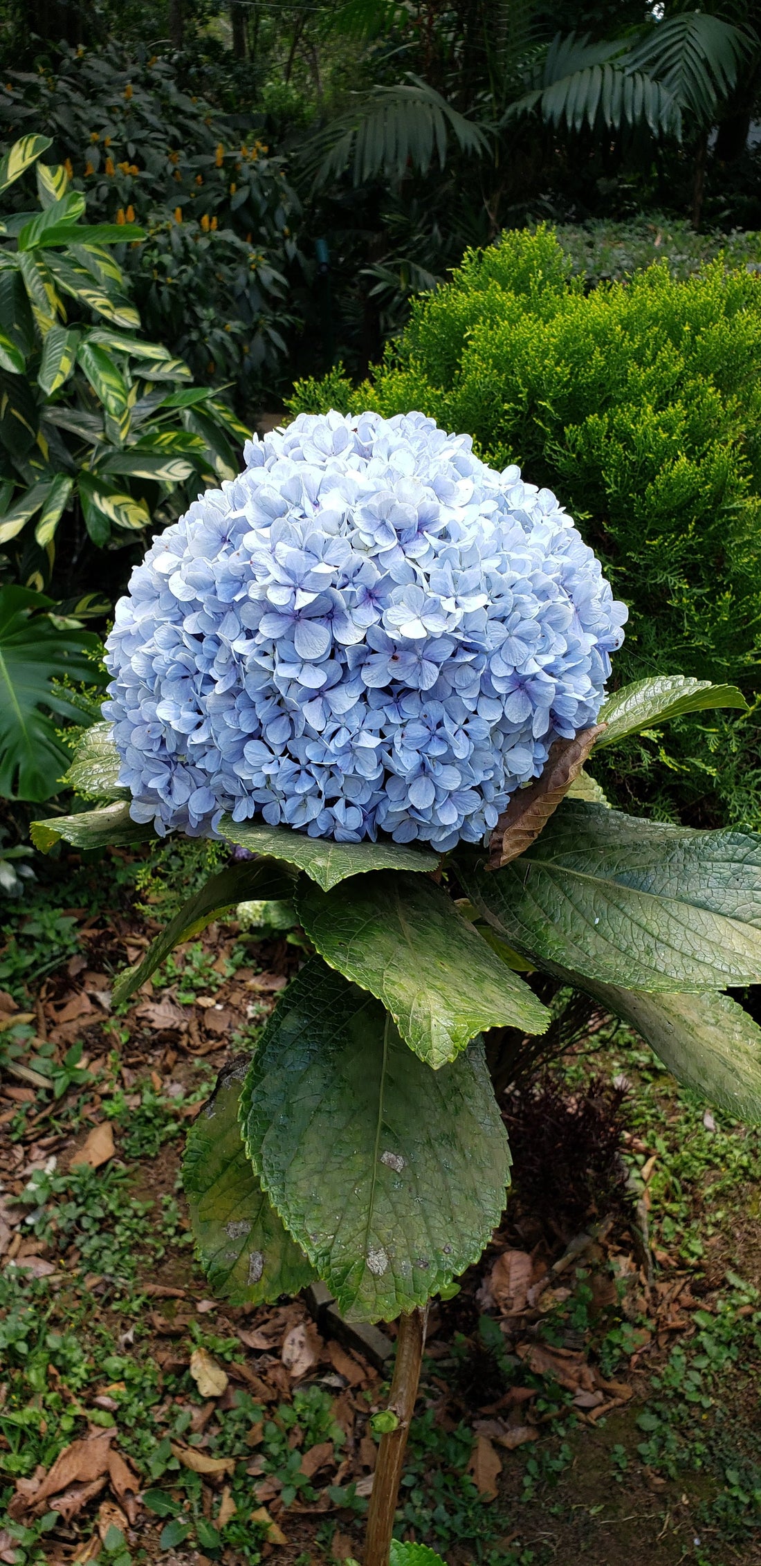 Plant at Coffee Farm in El Salvador